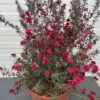 Leptospermum Scoparium (Manuka) rood