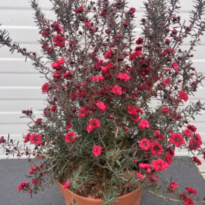 Leptospermum Scoparium (Manuka) rood