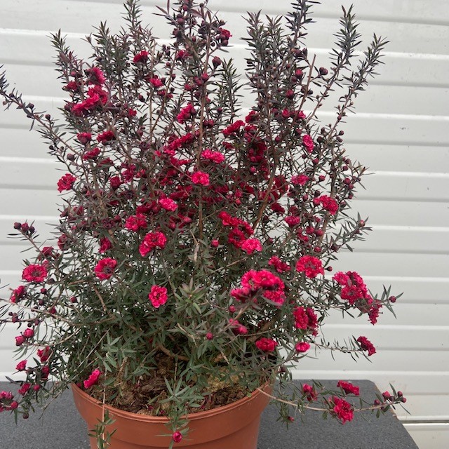 Commotie Foto Reorganiseren Leptospermum Scoparium (Manuka) rood - Tas Boomkwekerij