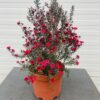Leptospermum Scoparium (Manuka) rood