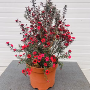 Leptospermum Scoparium (Manuka) rood