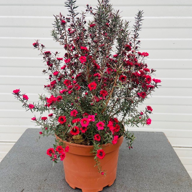 Commotie Foto Reorganiseren Leptospermum Scoparium (Manuka) rood - Tas Boomkwekerij