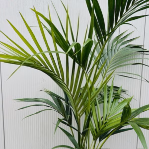 Howea forsteriana - Kentiapalm (kamerplant)