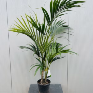 Howea forsteriana - Kentiapalm (kamerplant)