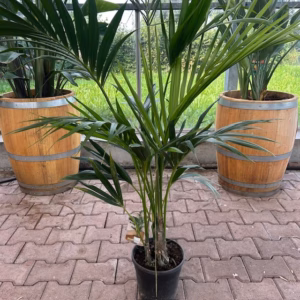 Howea forsteriana - Kentiapalm (kamerplant)