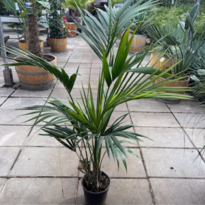 Howea forsteriana - Kentiapalm (kamerplant)