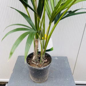 Howea forsteriana - Kentiapalm (kamerplant)