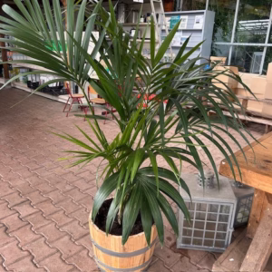 Howea forsteriana - Kentiapalm (kamerplant)