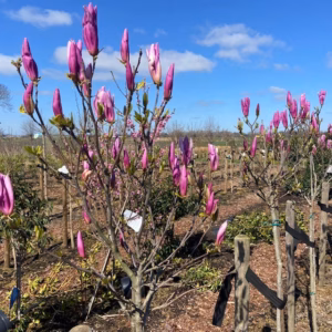 Magnolia Susan (Beverboom of Tulpenboom) op stam