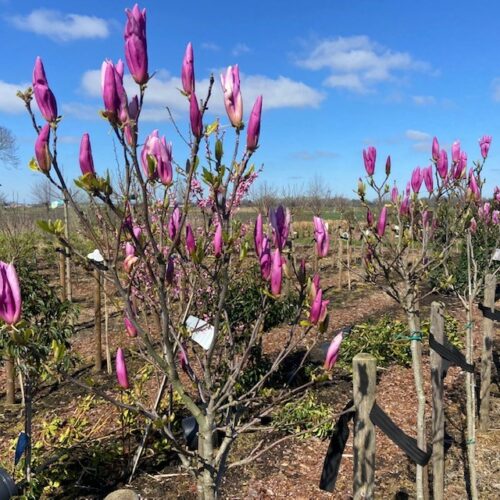 Magnolia Susan (Beverboom of Tulpenboom) op stam