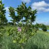 Magnolia Susan (Beverboom) op stam 140 cm