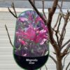 Magnolia Susan (Beverboom of Tulpenboom) op stam 140 cm - Afbeelding 3