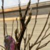 Magnolia Susan (Beverboom of Tulpenboom) op stam 140 cm - Afbeelding 4