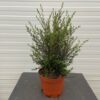 Leptospermum Scoparium (Manuka) wit