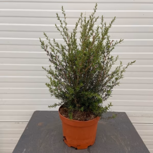 Leptospermum Scoparium (Manuka) wit