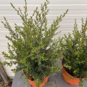Leptospermum Scoparium (Manuka) wit
