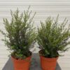 Leptospermum Scoparium (Manuka) wit