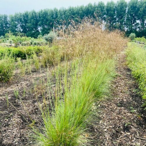 Stipa gigantea (Reuzenvedergras) 2 liter pot