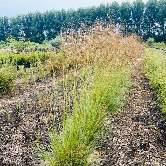 Stipa gigantea (Reuzenvedergras) 2 liter pot