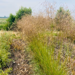Stipa gigantea (Reuzenvedergras) 2 liter pot