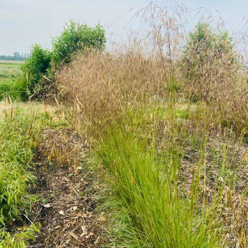 Stipa gigantea (Reuzenvedergras) 2 liter pot