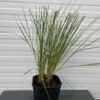 Stipa gigantea