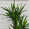 Yucca elephantipes met 3 stammen