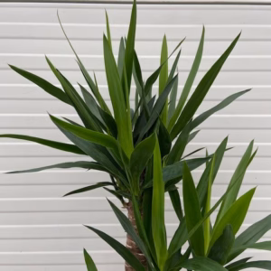 Yucca elephantipes met 3 stammen