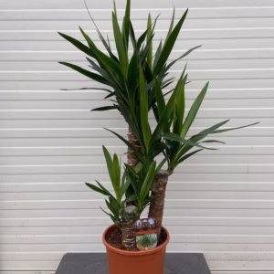 Yucca elephantipes met 3 stammen