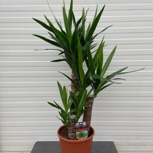 Yucca elephantipes met 3 stammen