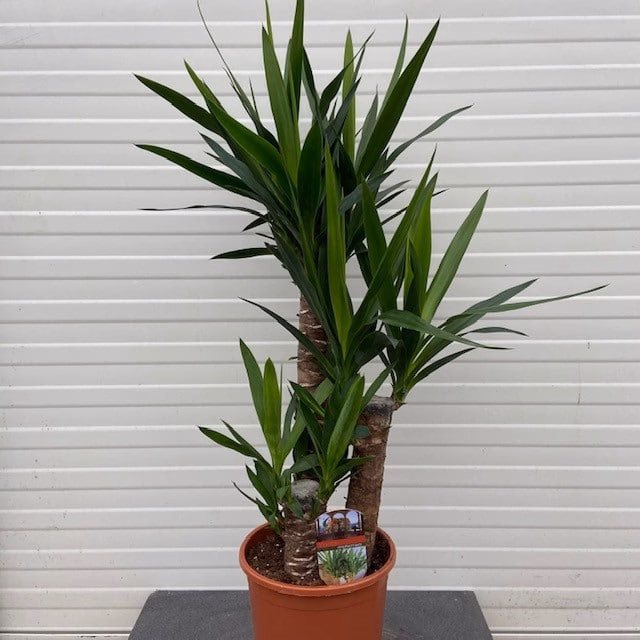 Yucca elephantipes met 3 stammen