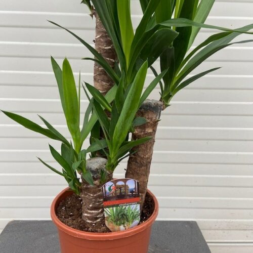 Yucca elephantipes met 3 stammen