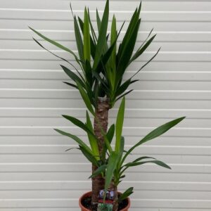 Yucca elephantipes met 2 stammen