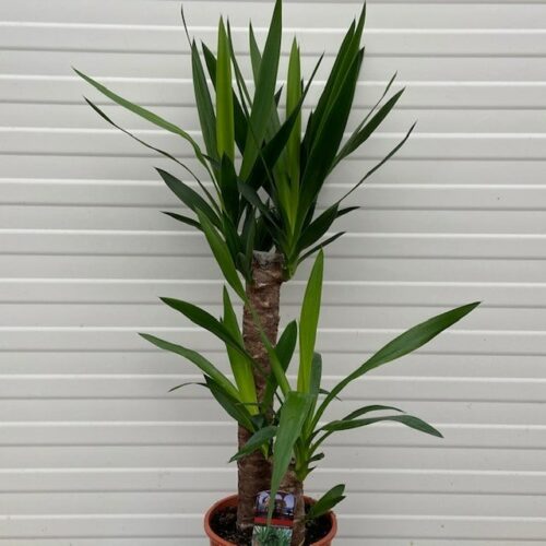 Yucca elephantipes met 2 stammen