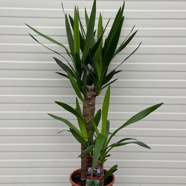 Tweede leerjaar halfrond tekort Yucca elephantipes met 2 stammen, hoogste stam 45 cm (Kamerplant) - Tas  Boomkwekerij