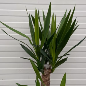 Yucca elephantipes met 2 stammen
