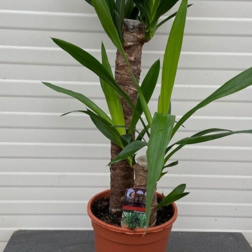 Yucca elephantipes met 2 stammen