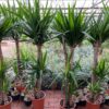 Yucca elephantipes