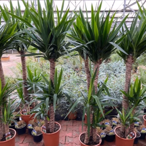Yucca elephantipes