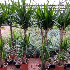 Yucca elephantipes