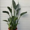 Strelitzia reginae (Paradijsvogelbloem)
