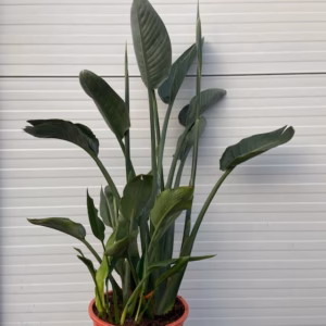 Strelitzia reginae (Paradijsvogelbloem)