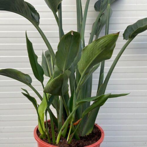 Strelitzia reginae (Paradijsvogelbloem)