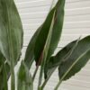 Strelitzia reginae (Paradijsvogelbloem)