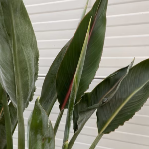 Strelitzia reginae (Paradijsvogelbloem)