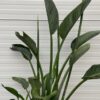 Strelitzia reginae (Paradijsvogelbloem)