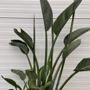 Strelitzia reginae (Paradijsvogelbloem)