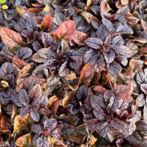 Ajuga Reptans 'Braunherz' (Kruipend zenegroen)