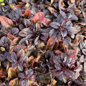 Ajuga Reptans 'Braunherz' (Kruipend zenegroen)