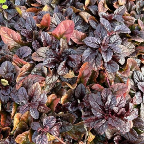 Ajuga Reptans 'Braunherz' (Kruipend zenegroen)